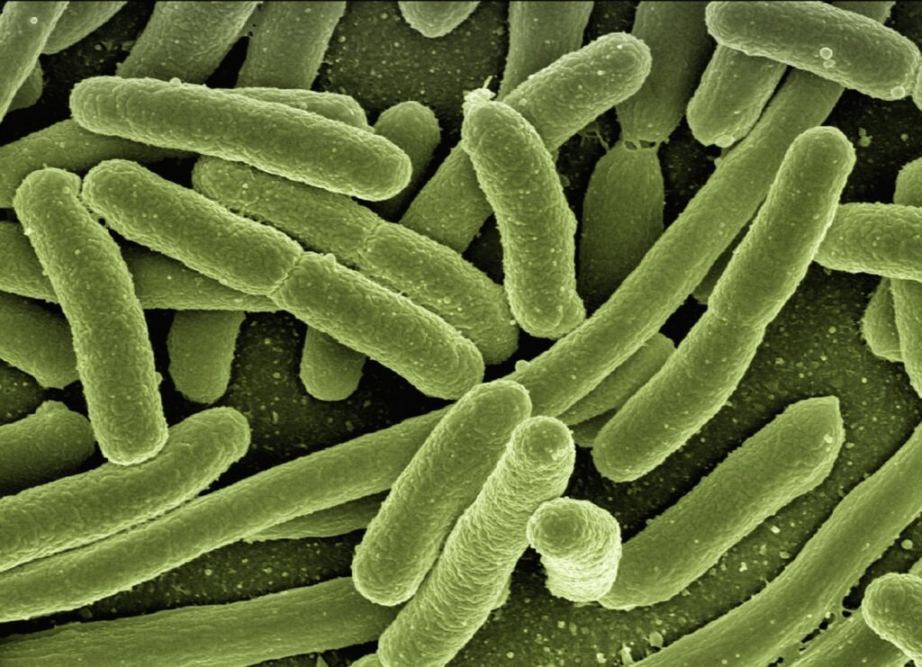 food waste bacteria growth diagram