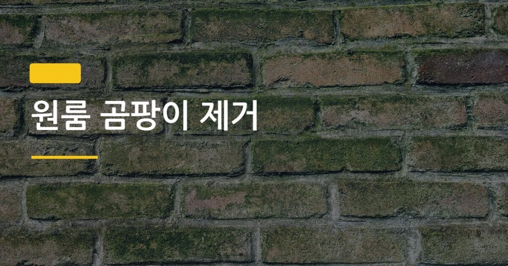 원룸 곰팡이 제거, 식초 vs 베이킹소다 어떤 게 진짜 효과 있을까