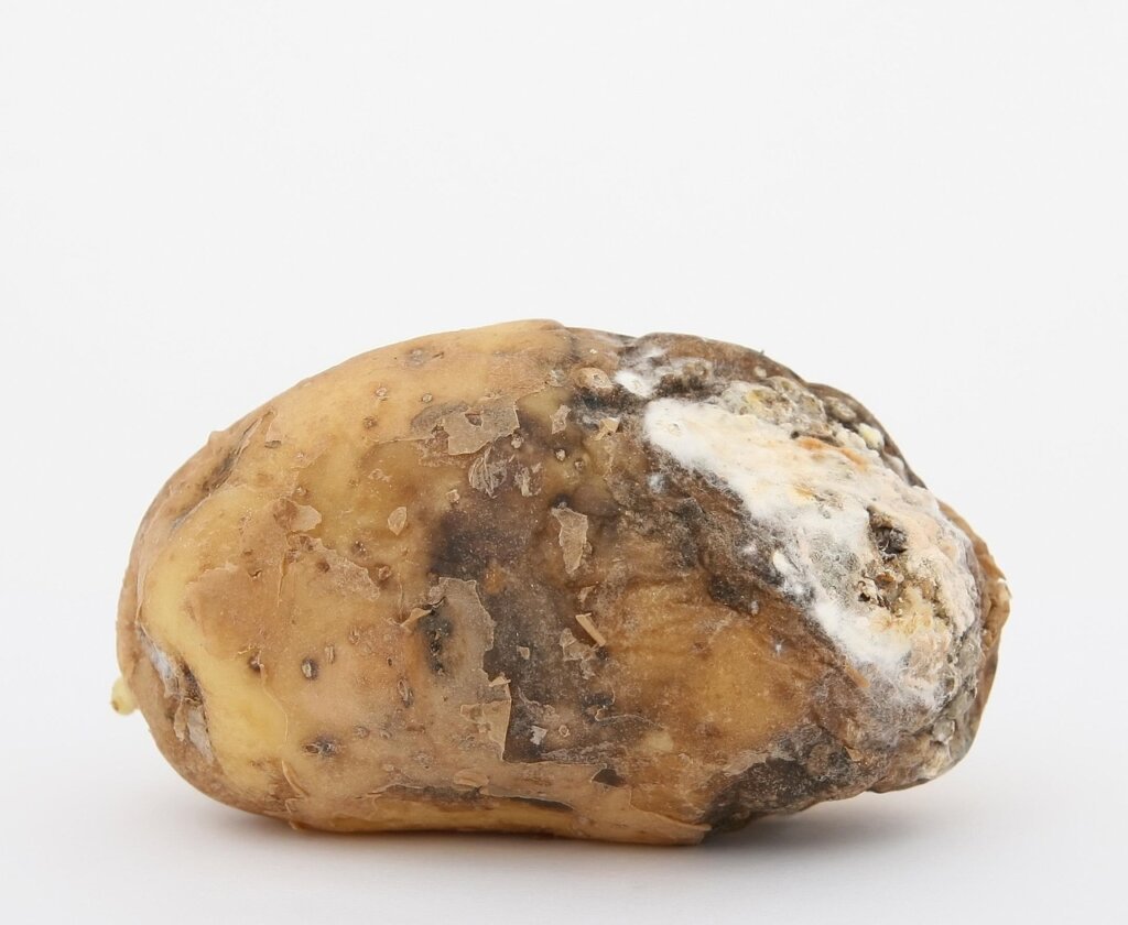 vegetables rotting in refrigerator drawer