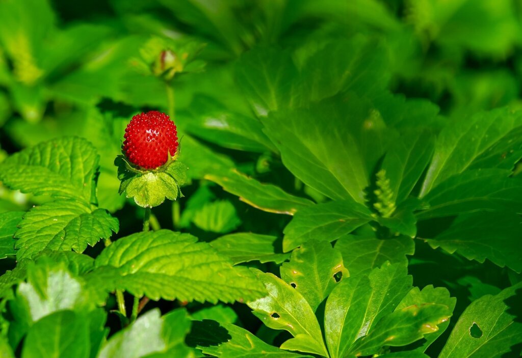 comparison of fresh strawberry versus thawed frozen strawberry on white plate