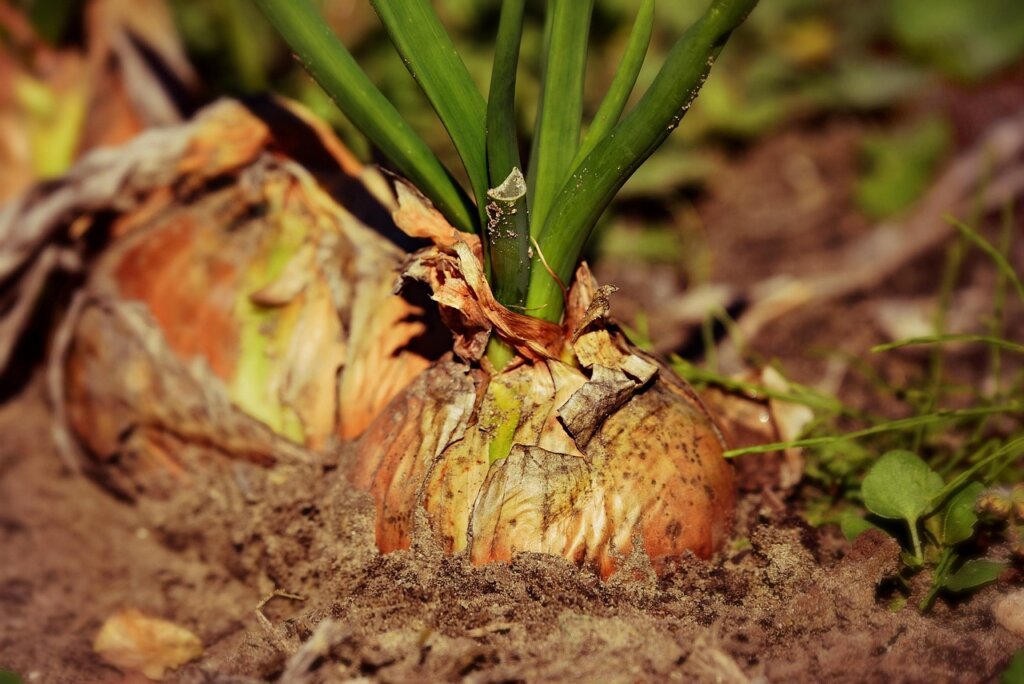 green onion roots submerged in water glass near window showing new growth