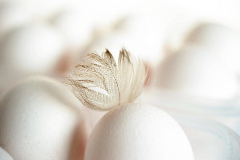 fresh egg shell surface texture close up macro