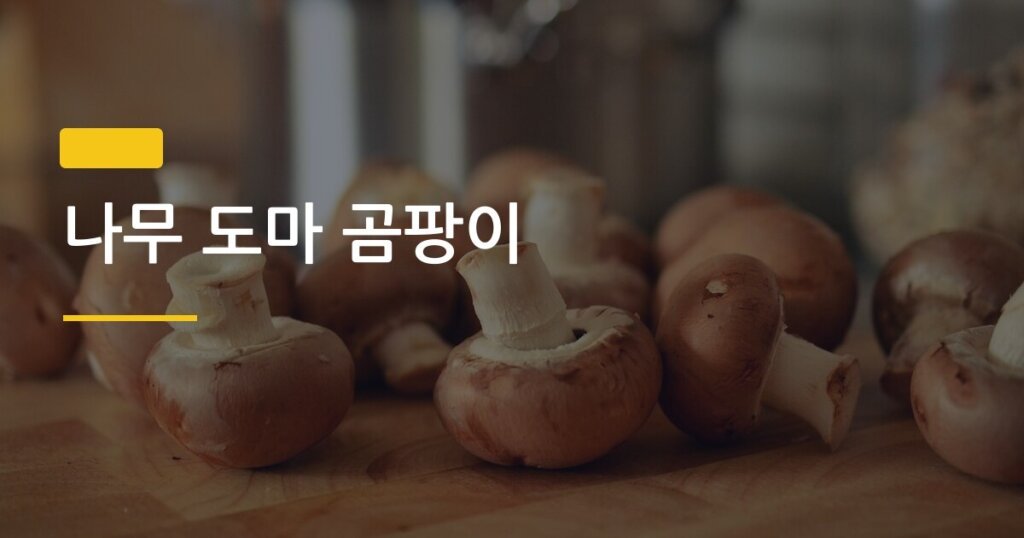 나무 도마 곰팡이, 버리기 전에 이 방법 먼저 써봐야 한다
