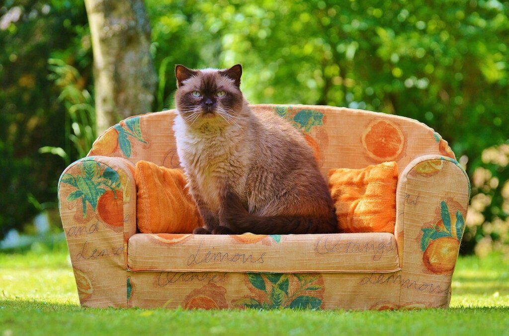 rubber gloves being used to wipe pet fur off sofa