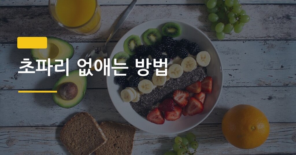 초파리 없애는 방법, 집에서 3일 만에 싹 사라진 후기 공개