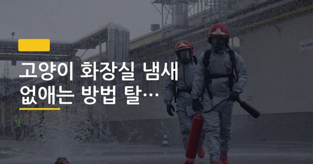 고양이 화장실 냄새 없애는 방법 탈취제 비교, 5가지 제품 실제 써봤더니 결과가 달랐다