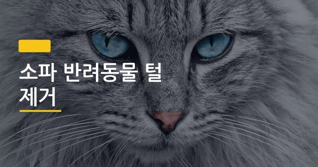 소파 반려동물 털 제거, 5분 안에 끝내는 가장 쉬운 방법 5가지